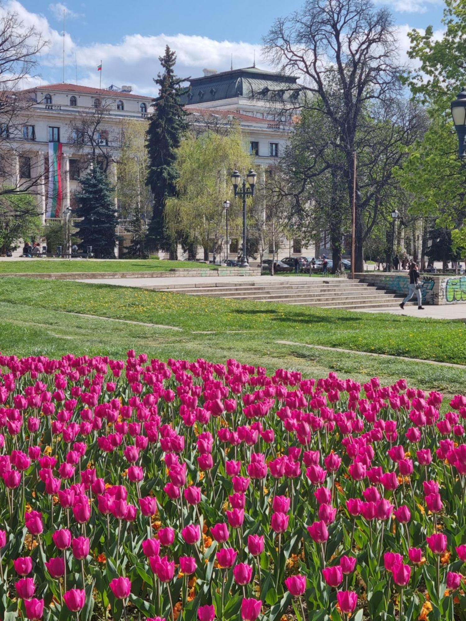 Tulip Dreamland Daire Sofya Dış mekan fotoğraf